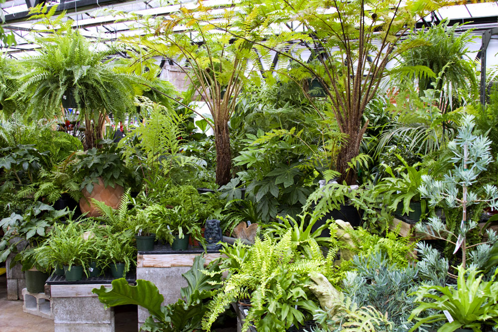 City Escape Garden Center | Chicago IL | Indoor Plants